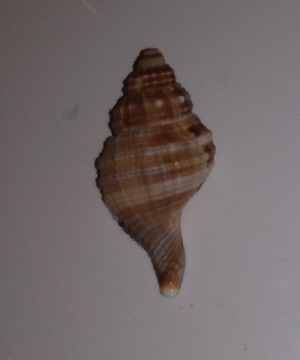 SHELL