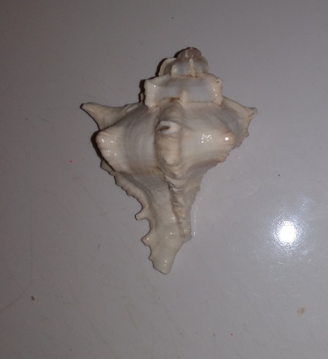 SHELL