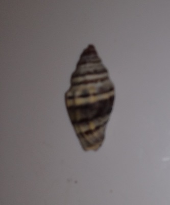 SHELL
