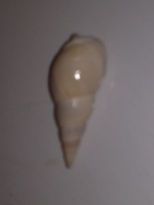 SHELL