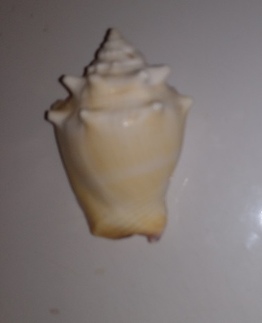 SHELL