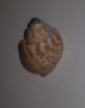 SHELL