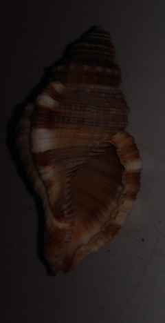SHELL