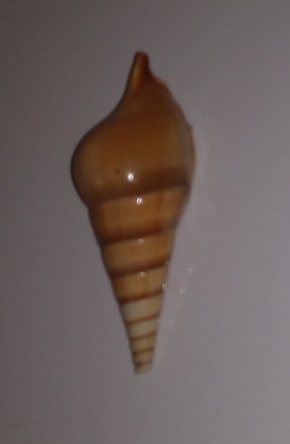 SHELL