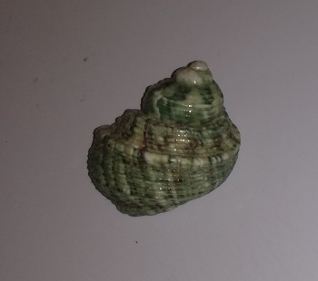 SHELL