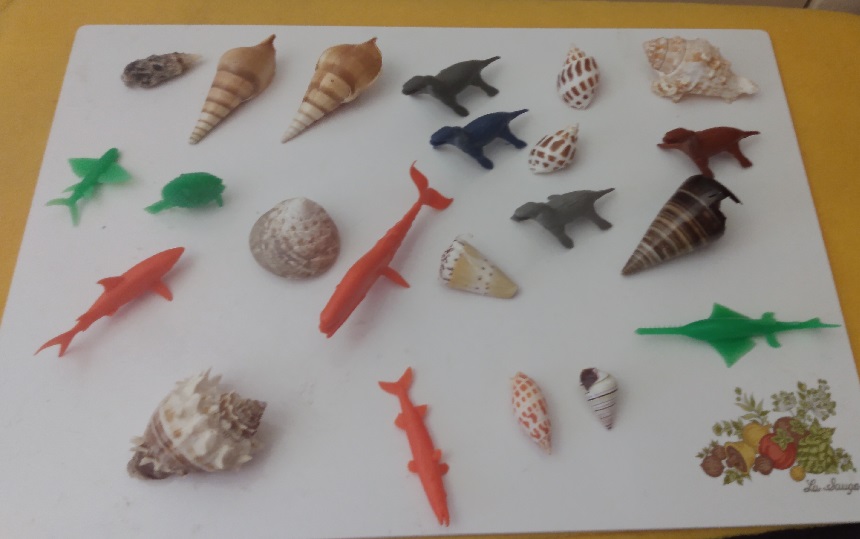 SHELLS AND FISH