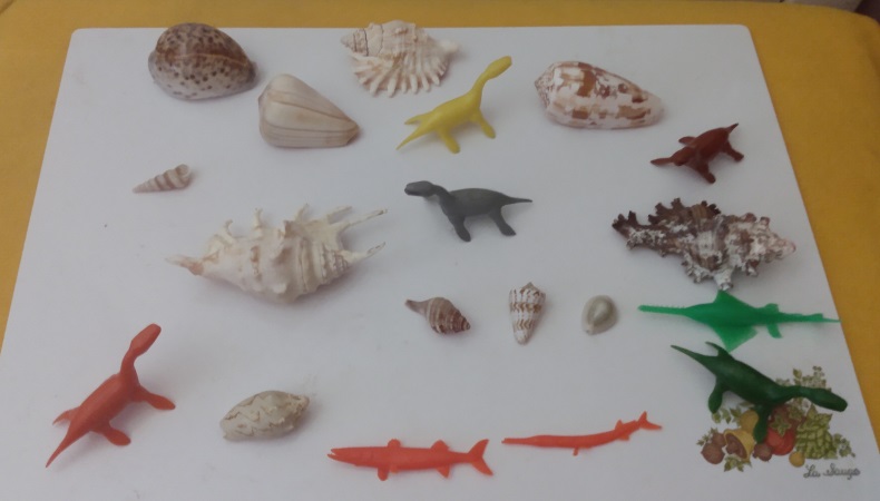 SHELLS AND FISH