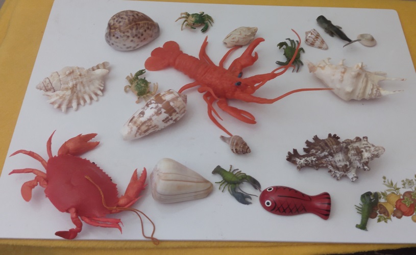 SHELLS, LOBSTERS AND CRABS