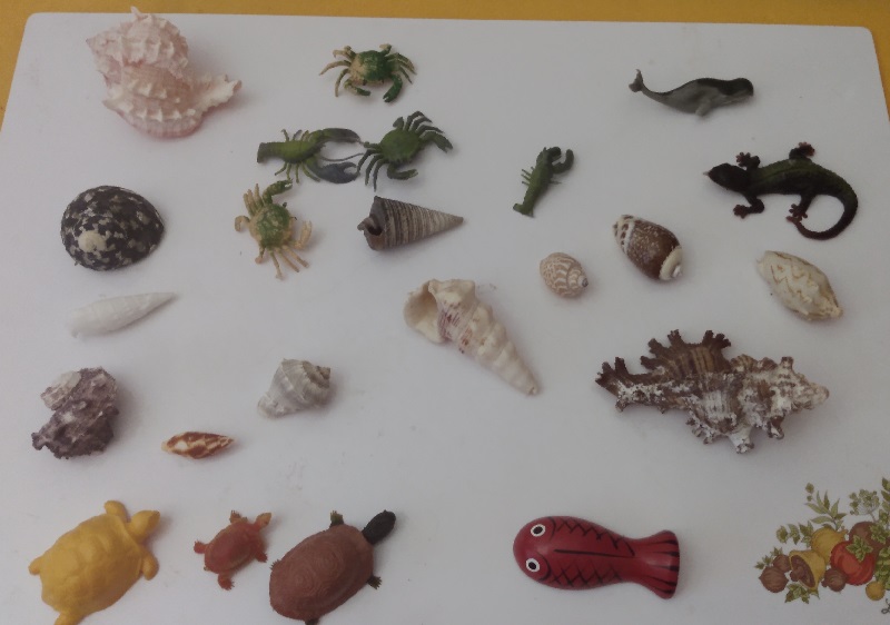 SHELLS AND FISH