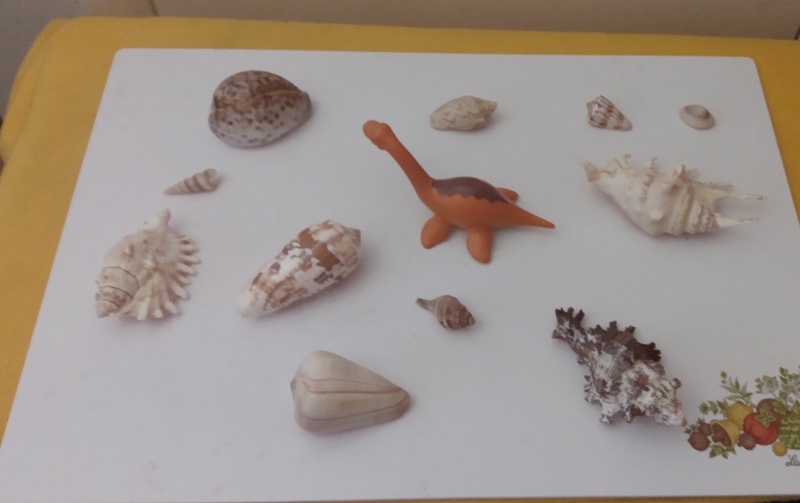SHELLS AND FISH