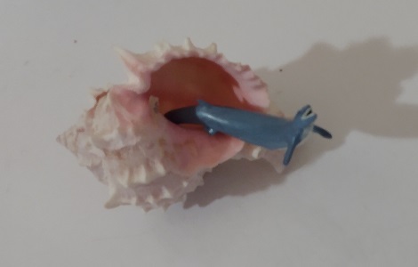 FISH LIVING IN AN OLD SHELL