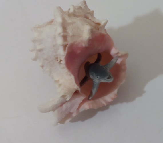 FISH LIVING IN AN OLD SHELL