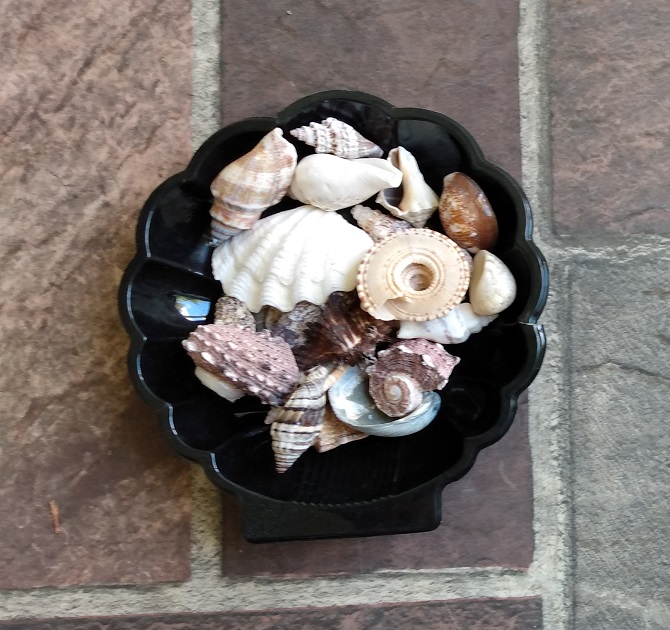 SHELL TRAY FULL OF SMALL SHELLS